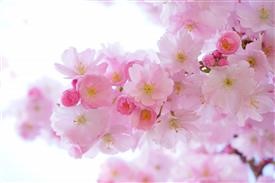 &quot;Flower Delivery Ukiah